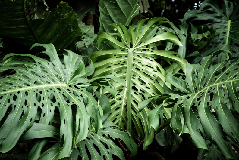 Ancient Origins of Philodendrons
