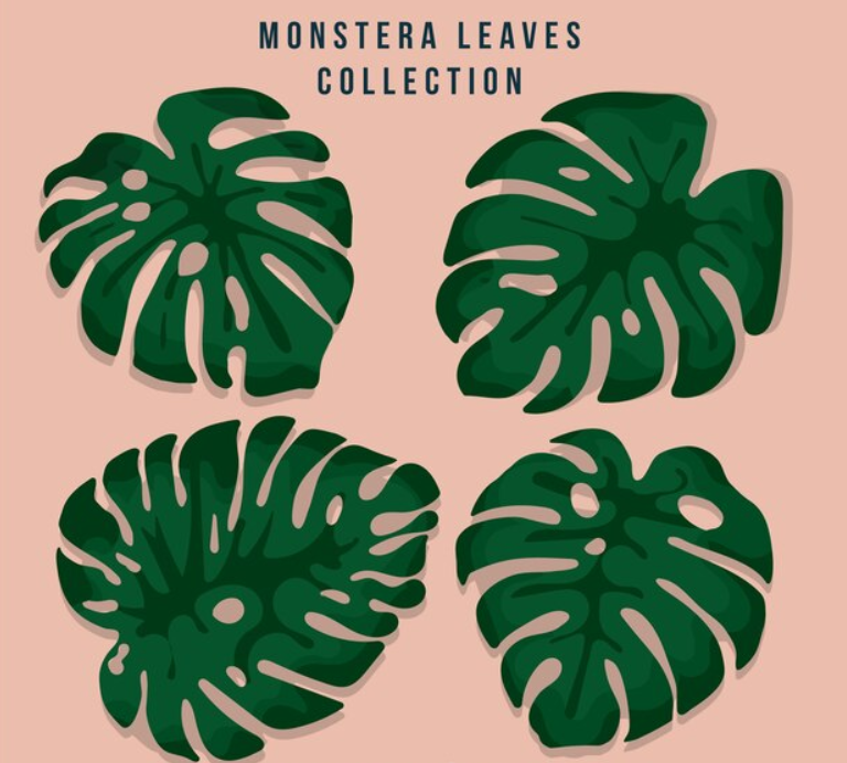 Leaf Structures of Philodendron and Monstera