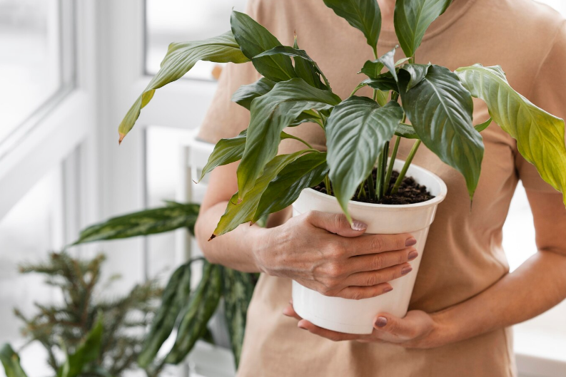 Philodendron and Monstera Care