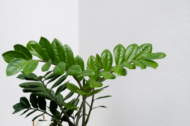 Philodendron Selloum and Rugosum