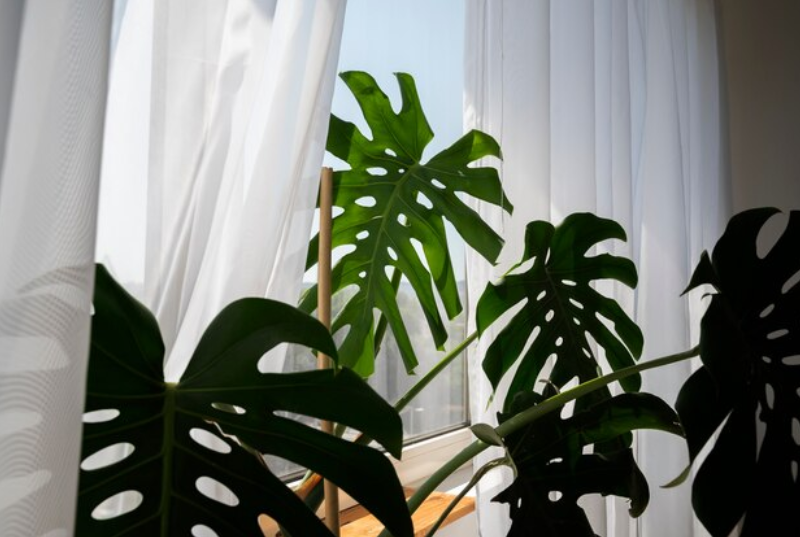 Philodendrons Natures Air Purifiers