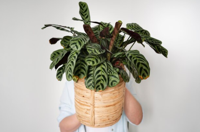 Philodendrons Vs Pothos: Spotting the Differences
