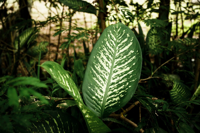 Rugosum Unearthing Philodendrons Hidden Gems