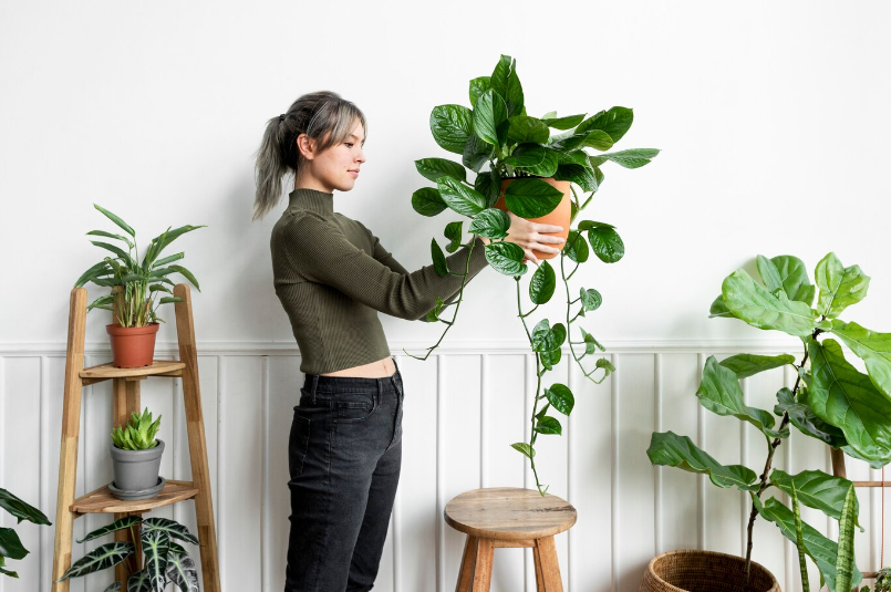 Cultivating the White Knight Philodendron