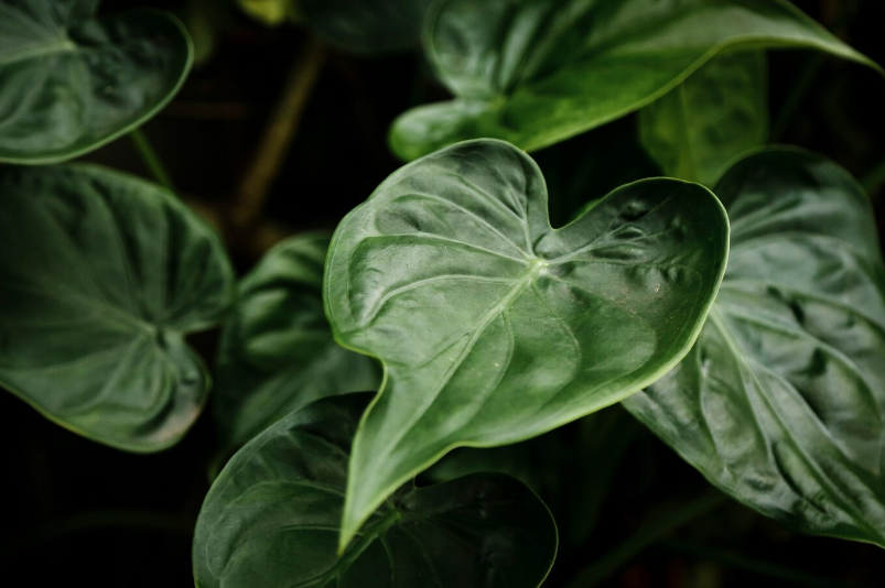 Blushing Philodendron