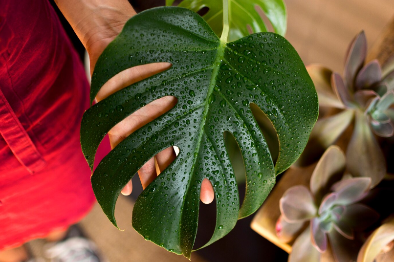 Caring for and Growing Brasil Philodendron