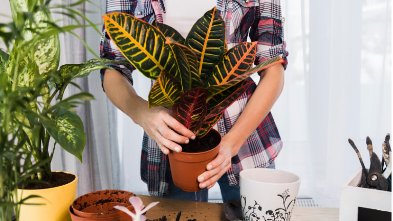 Cultivating Philodendron Verrucosum Tips and Tricks